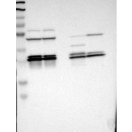 NBP1-89827